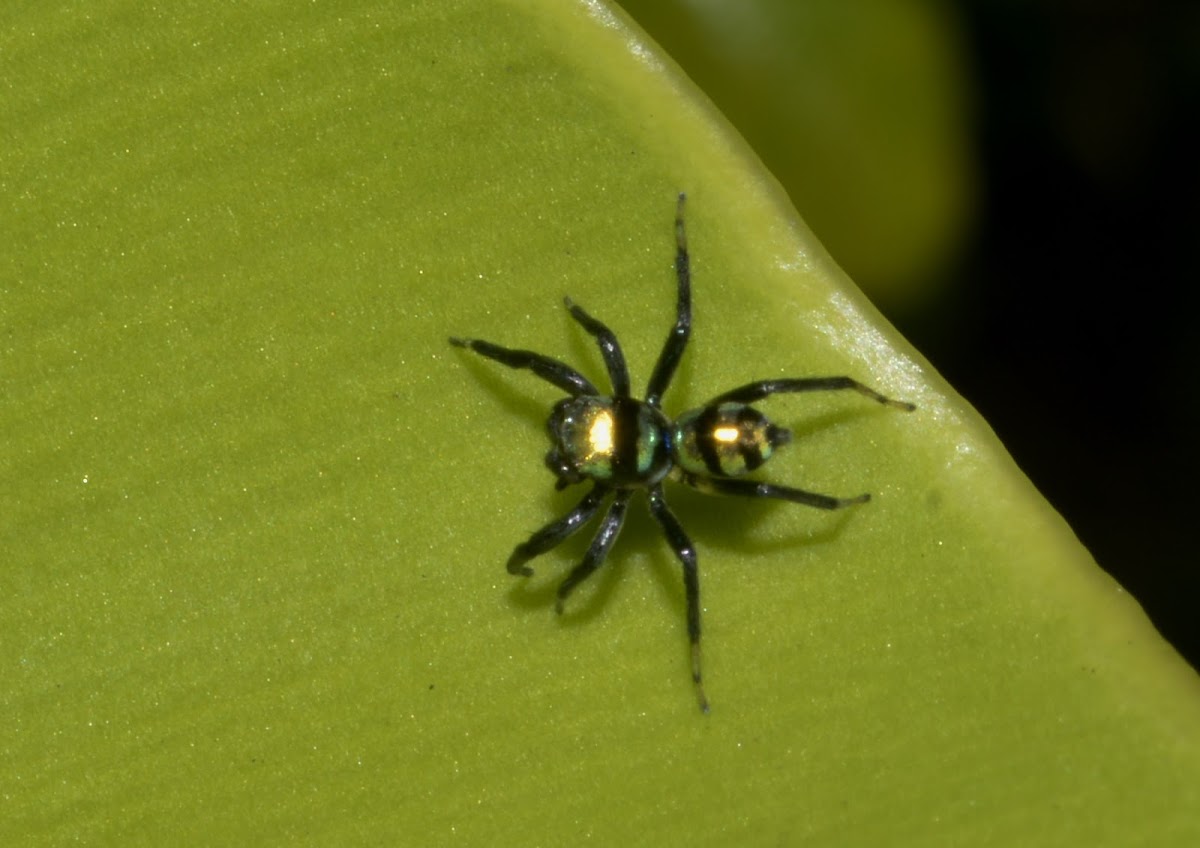 Banded Phintella Spider