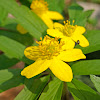 Meadow Buttercup