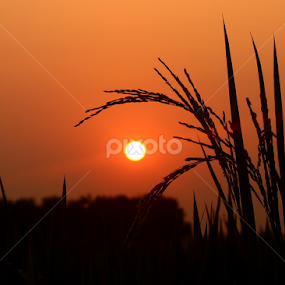 Sunset in Paddy Field by Prithwish Mondal - Landscapes Sunsets & Sunrises