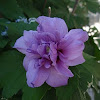 Rose of Sharon Double