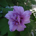 Rose of Sharon Double