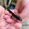 Eastern Red-spotted Newt | Adult Phase