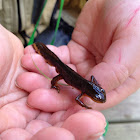 Eastern Red-spotted Newt | Adult Phase