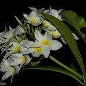 White Frangipani