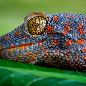 yellow eyes by Rhonny Dayusasono - Animals Reptiles