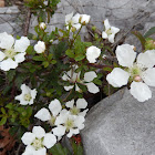 Southern Dewberry