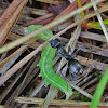 Eastern black carpenter ant and caterpillar