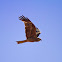 Black Kite