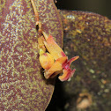 Lepanthes orchid