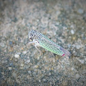 Leafhopper