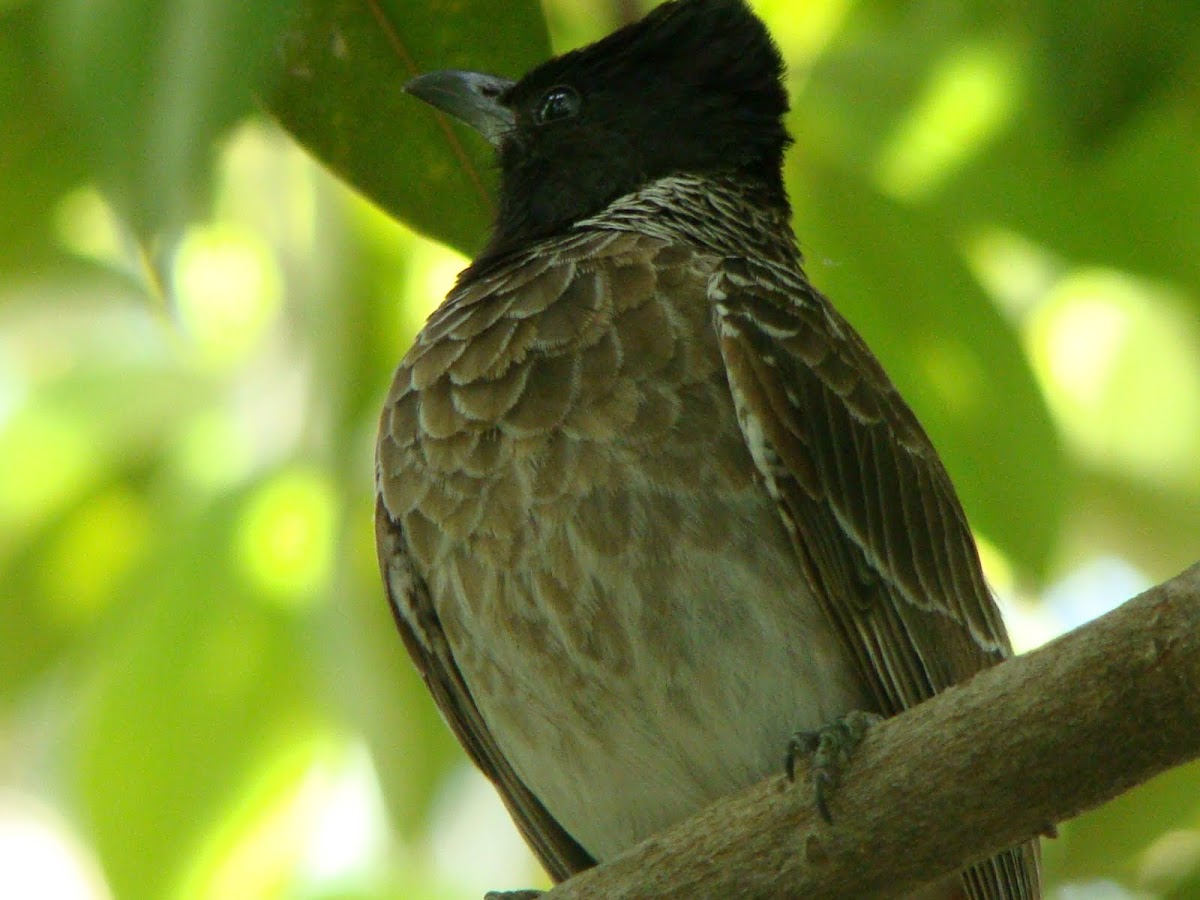 Immature Red-vented bulbul