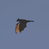 Little Red Flying Fox Bat