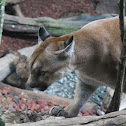 Costa Rican Cougar