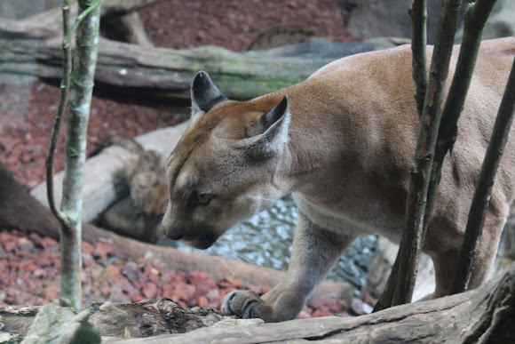 Costa Rican Cougar | Project Noah