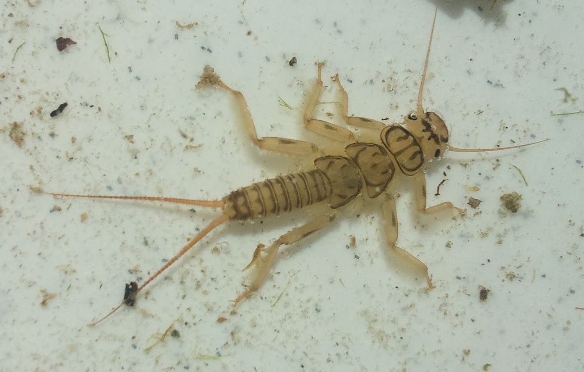 Stonefly (Nymph) - Steinfliege (Larve)