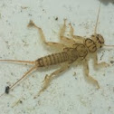 Stonefly (Nymph) - Steinfliege (Larve)