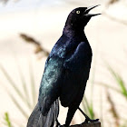 Boat-tailed grackle