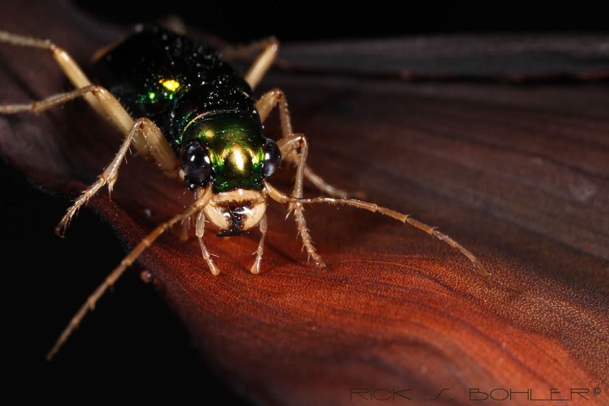 Florida Metallic Tiger Beetle