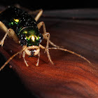 Florida Metallic Tiger Beetle