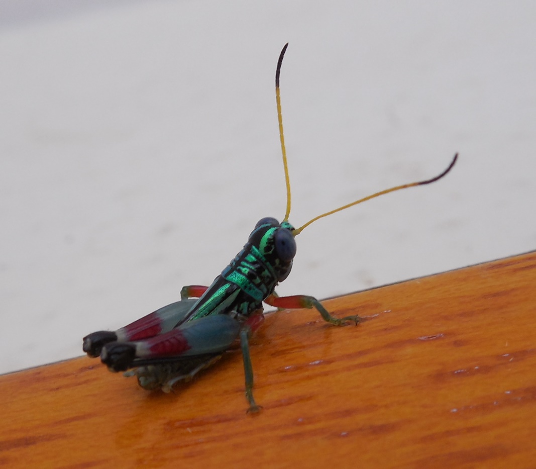 Multicolored grasshopper