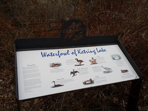 Waterfowl Of Ketring Lake 