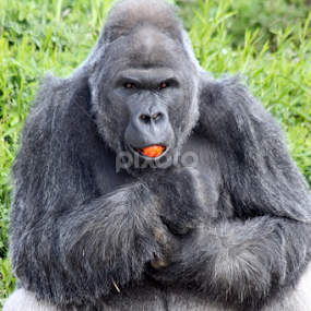 Gorilla by Owen Taylor - Animals Other Mammals