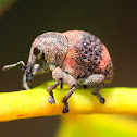 Small Weevil