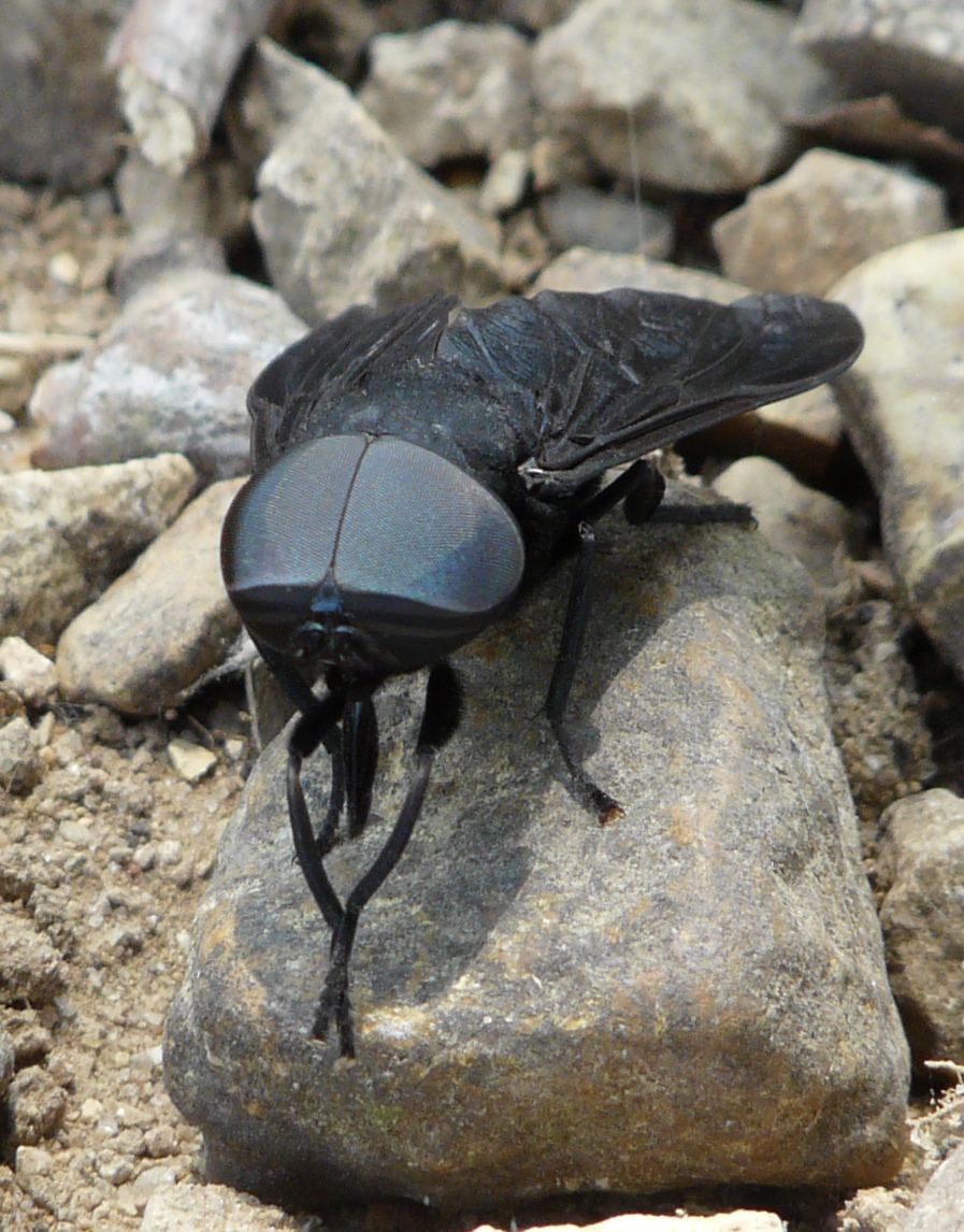 Black horse fly (male)