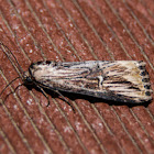 Verbena Moth