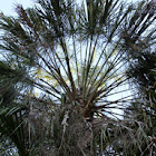 Cabbage-Tree Palm
