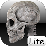 Cover Image of Download Human bones lite 2.1.1 APK