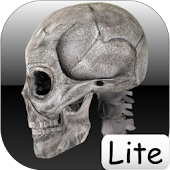Human bones lite
