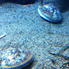 Deep sea scallop