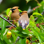 Cedar Waxwing