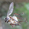Fly attacking a spider