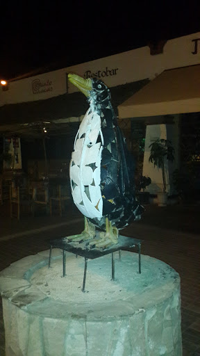 Pinguino Puerto Paracas
