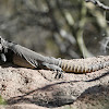 Sonoran Spiny-tailed Iguana
