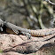 Sonoran Spiny-tailed Iguana