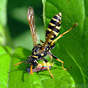 European Paper Wasp - with prey