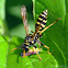 European Paper Wasp - with prey