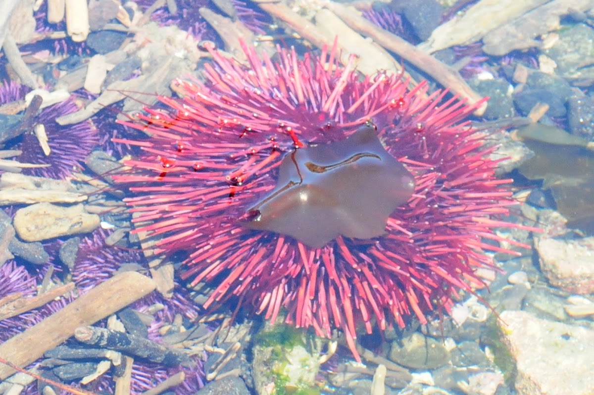 giant red sea urchin