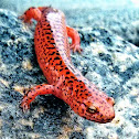 Red Salamander