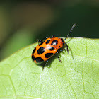 Nine Spotted Leaf Beetle