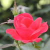 Red Knockout Rose