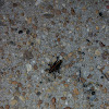 Lubber grasshopper  Romalea guttata