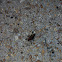 Lubber grasshopper  Romalea guttata