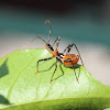 Common Assassin Bug (third or fourth instar)