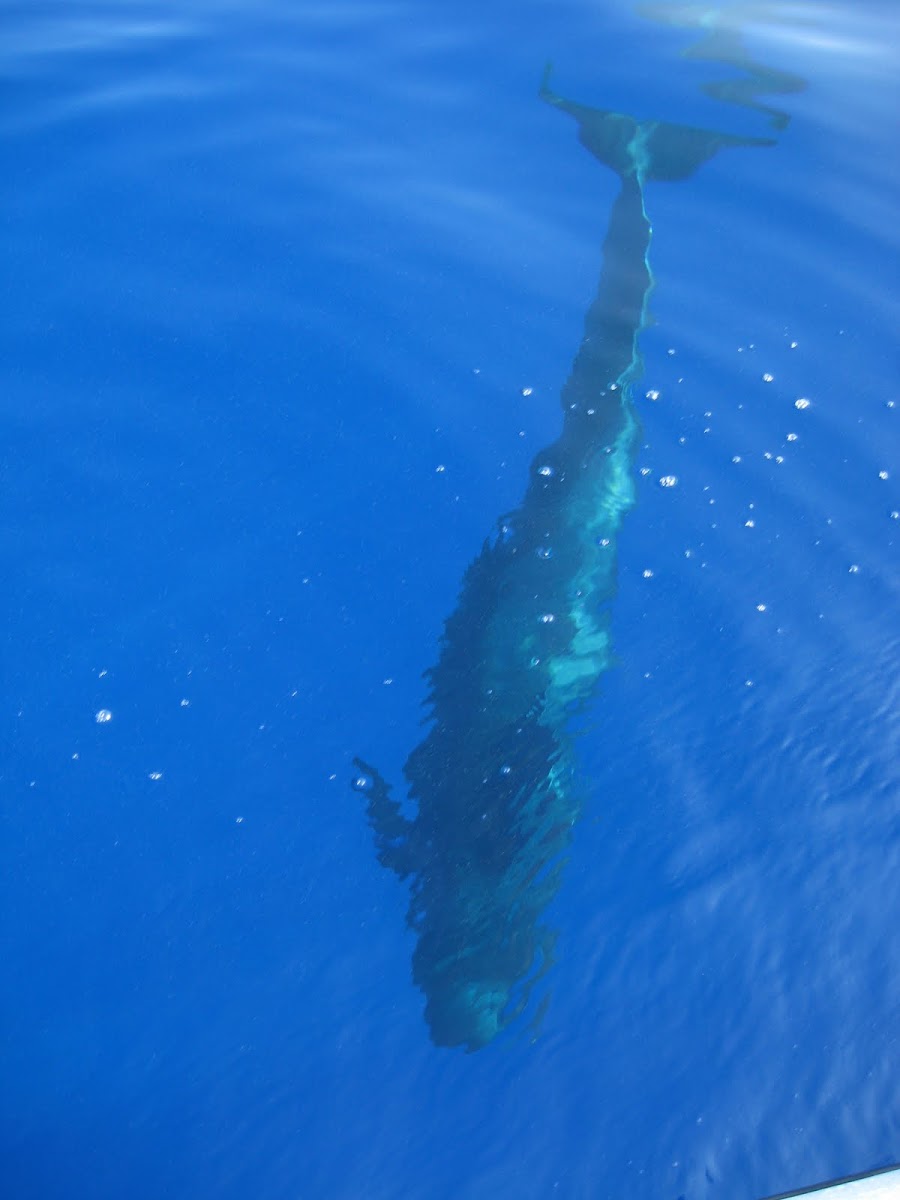Short-finned Pilot Whale