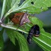 Predatory stink bug (sucking a caterpillar)