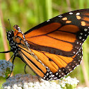 Monarch Butterfly